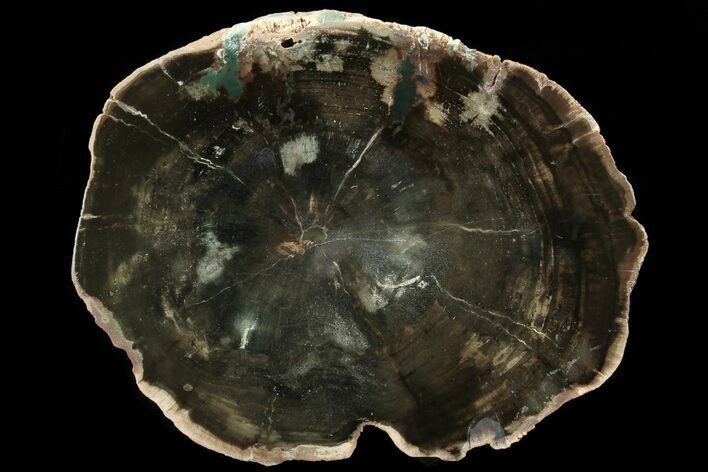 Triassic Petrified Wood (Woodworthia) Slab - Zimbabwe #78890